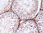 IRGC Antibody in Immunohistochemistry (Paraffin) (IHC (P))