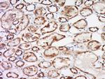 Trehalase Antibody in Immunohistochemistry (Paraffin) (IHC (P))