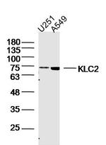 KLC2 Antibody in Western Blot (WB)