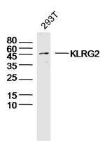 KLRG2 Antibody in Western Blot (WB)
