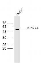 KPNA4 Antibody in Western Blot (WB)