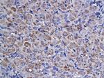 Cyclin F Antibody in Immunohistochemistry (Paraffin) (IHC (P))