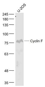 Cyclin F Antibody in Western Blot (WB)