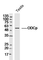 ODCp Antibody in Western Blot (WB)