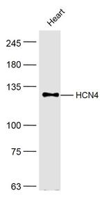 HCN4 Antibody in Western Blot (WB)
