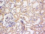 KCNV1 Antibody in Immunohistochemistry (Paraffin) (IHC (P))