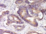 KCNV2 Antibody in Immunohistochemistry (Paraffin) (IHC (P))
