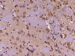 KCTD17 Antibody in Immunohistochemistry (Paraffin) (IHC (P))