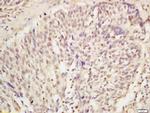 KDM5A Antibody in Immunohistochemistry (Paraffin) (IHC (P))