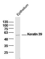 Keratin 39 Antibody in Western Blot (WB)