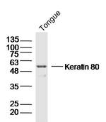 Keratin 80 Antibody in Western Blot (WB)