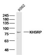 KHSRP Antibody in Western Blot (WB)