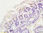 CCR10 Antibody in Immunohistochemistry (Paraffin) (IHC (P))