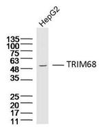 TRIM68 Antibody in Western Blot (WB)
