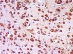 TRIT1 Antibody in Immunohistochemistry (Paraffin) (IHC (P))