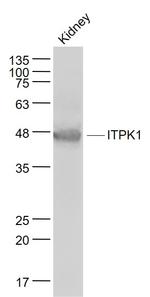 ITPK1 Antibody in Western Blot (WB)