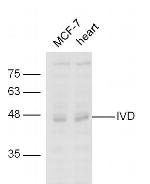 IVD Antibody in Western Blot (WB)