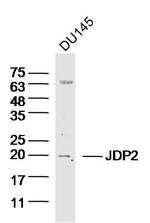 JDP2 Antibody in Western Blot (WB)