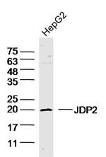 JDP2 Antibody in Western Blot (WB)