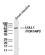 TOR1AIP2 Antibody in Western Blot (WB)