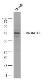 hnRNP DL Antibody in Western Blot (WB)