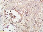 Phospho-MEK1/MAPKK1 (Ser298) Antibody in Immunohistochemistry (Paraffin) (IHC (P))