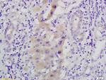 Phospho-MEK1/MAPKK1 (Ser298) Antibody in Immunohistochemistry (Paraffin) (IHC (P))
