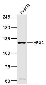 HPS2 Antibody in Western Blot (WB)