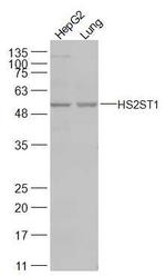 HS2ST1 Antibody in Western Blot (WB)