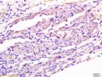 Wnt1 Antibody in Immunohistochemistry (Paraffin) (IHC (P))