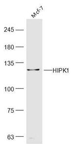 HIPK1 Antibody in Western Blot (WB)