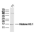Pan-Histone H3 Antibody in Western Blot (WB)