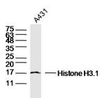 Pan-Histone H3 Antibody in Western Blot (WB)