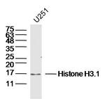 Pan-Histone H3 Antibody in Western Blot (WB)