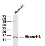 Pan-Histone H3 Antibody in Western Blot (WB)