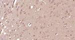 DRD3 Antibody in Immunohistochemistry (Paraffin) (IHC (P))