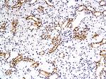 EAAT3 Antibody in Immunohistochemistry (Paraffin) (IHC (P))