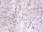 OTUD5 Antibody in Immunohistochemistry (Paraffin) (IHC (P))