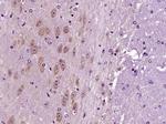 OTUD6B Antibody in Immunohistochemistry (Paraffin) (IHC (P))