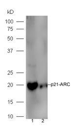 p21-ARC Antibody in Western Blot (WB)