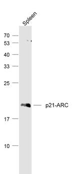 p21-ARC Antibody in Western Blot (WB)