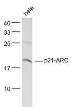 p21-ARC Antibody in Western Blot (WB)