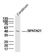 SPATA21 Antibody in Western Blot (WB)