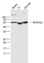 SPDYE3 Antibody in Western Blot (WB)