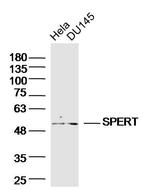 SPERT Antibody in Western Blot (WB)