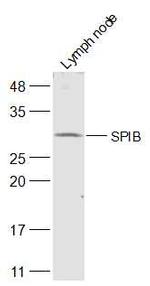 SPIB Antibody in Western Blot (WB)