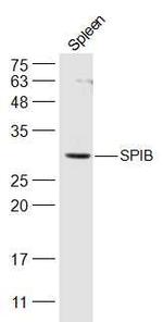 SPIB Antibody in Western Blot (WB)