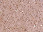 SPIN4 Antibody in Immunohistochemistry (Paraffin) (IHC (P))