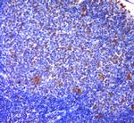 FDC-SP Antibody in Immunohistochemistry (Paraffin) (IHC (P))