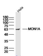 MON1A Antibody in Western Blot (WB)